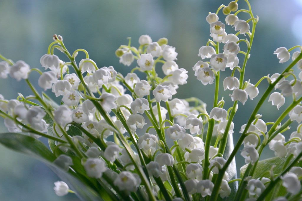flowers-4240129_1280